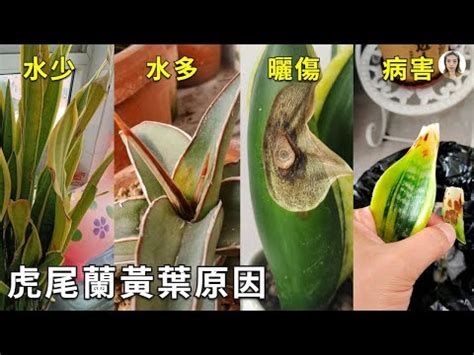 虎尾蘭 葉子變黃|虎尾蘭爛了的解決方法：從根部到繁花的重生指南 